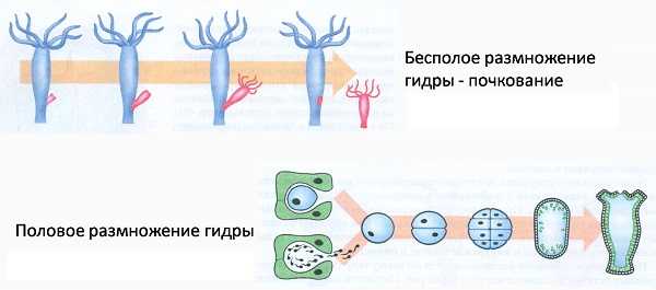 Кракен даркне